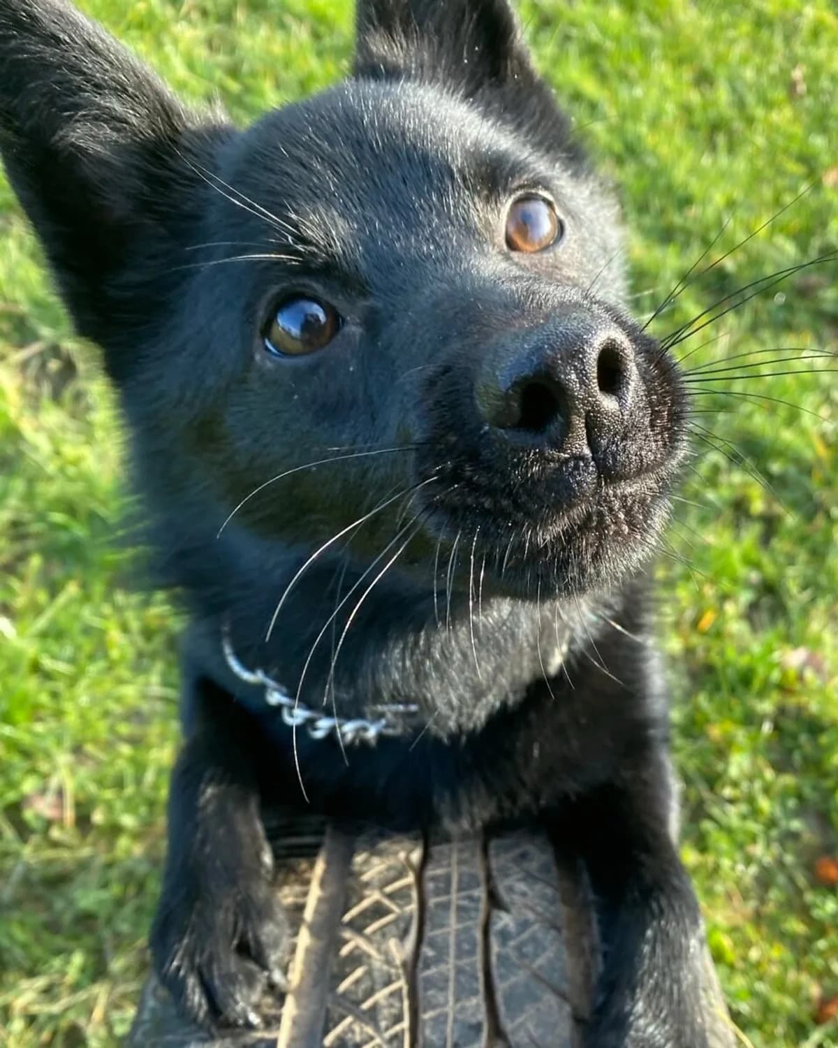 Ace, male Schipperke and sire of the litter