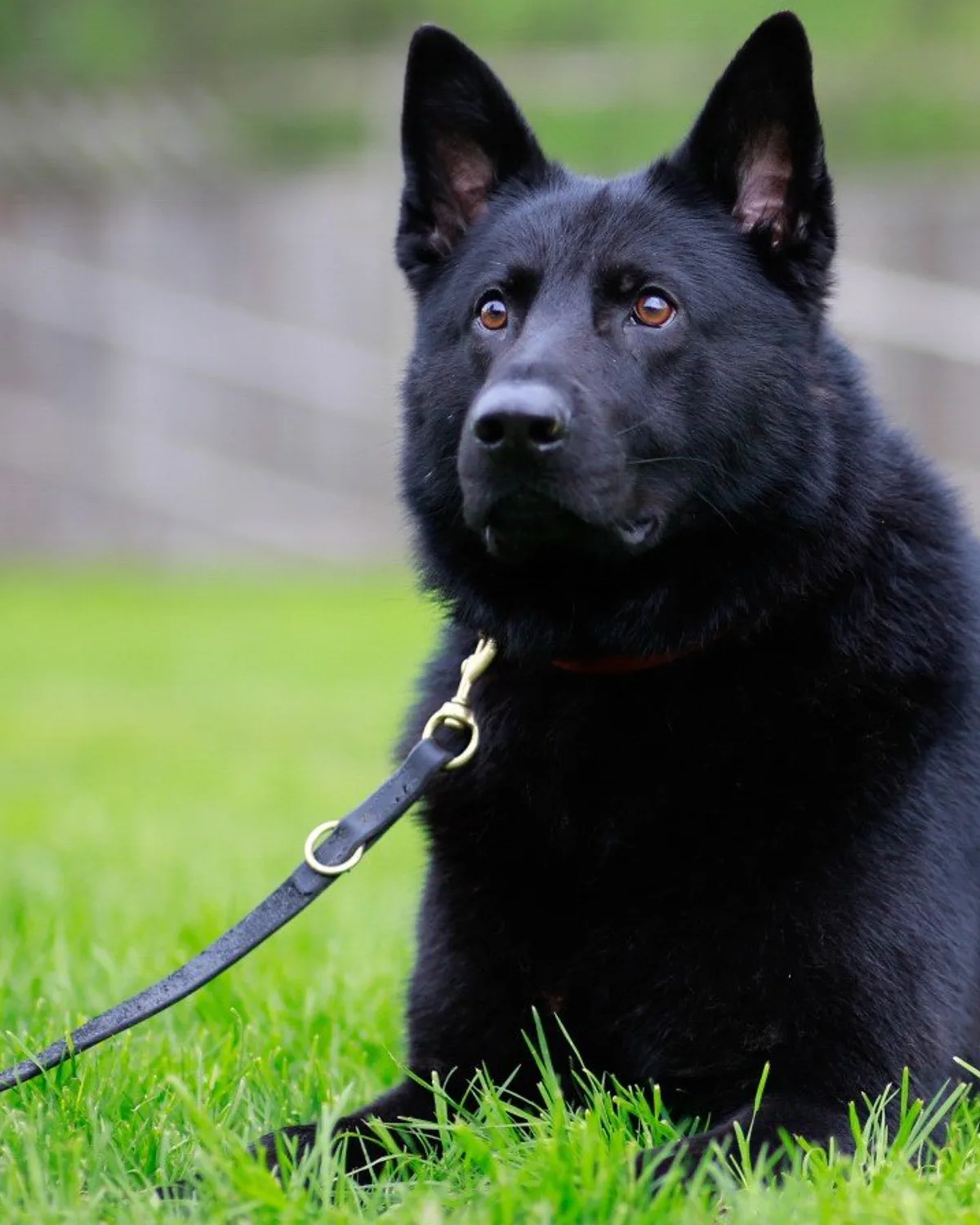 Blitz, male German Shepherd, retired