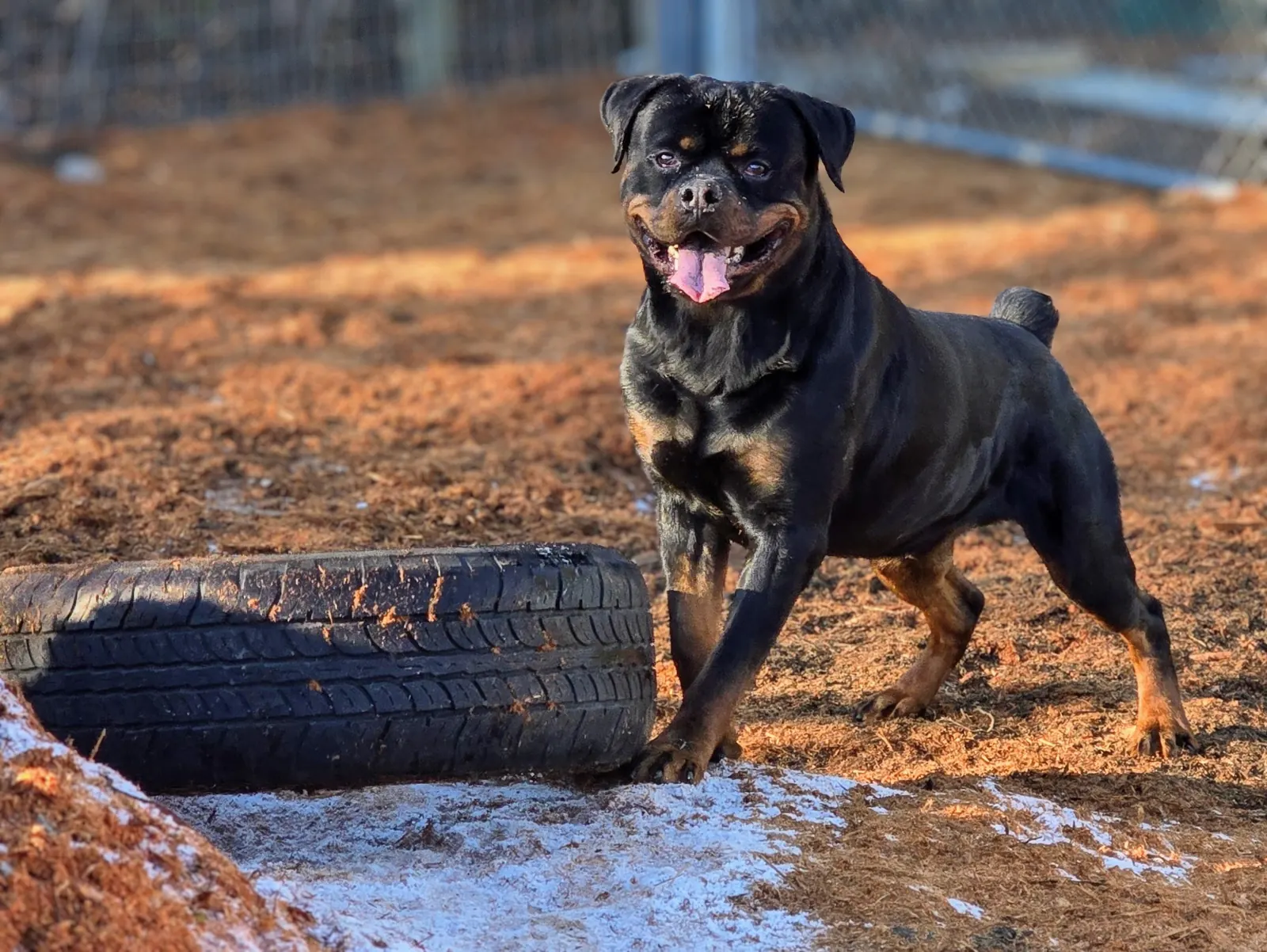 Jenecks Broly, male Rottweiler