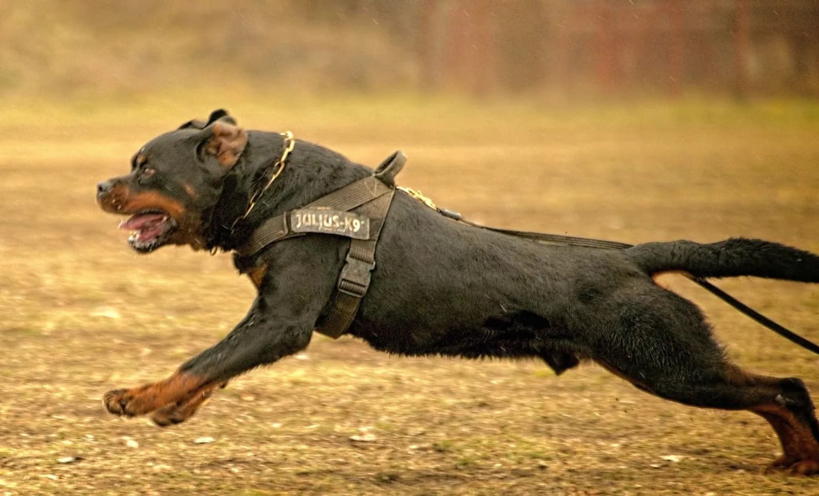 Estor von Oderhellen at full extension on a training field