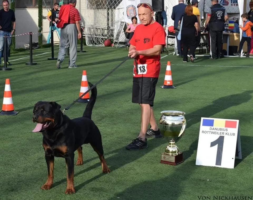 Estor von Oderhellen stacked in the ring beside his first-place card at the Danubius Rottweiler Klub