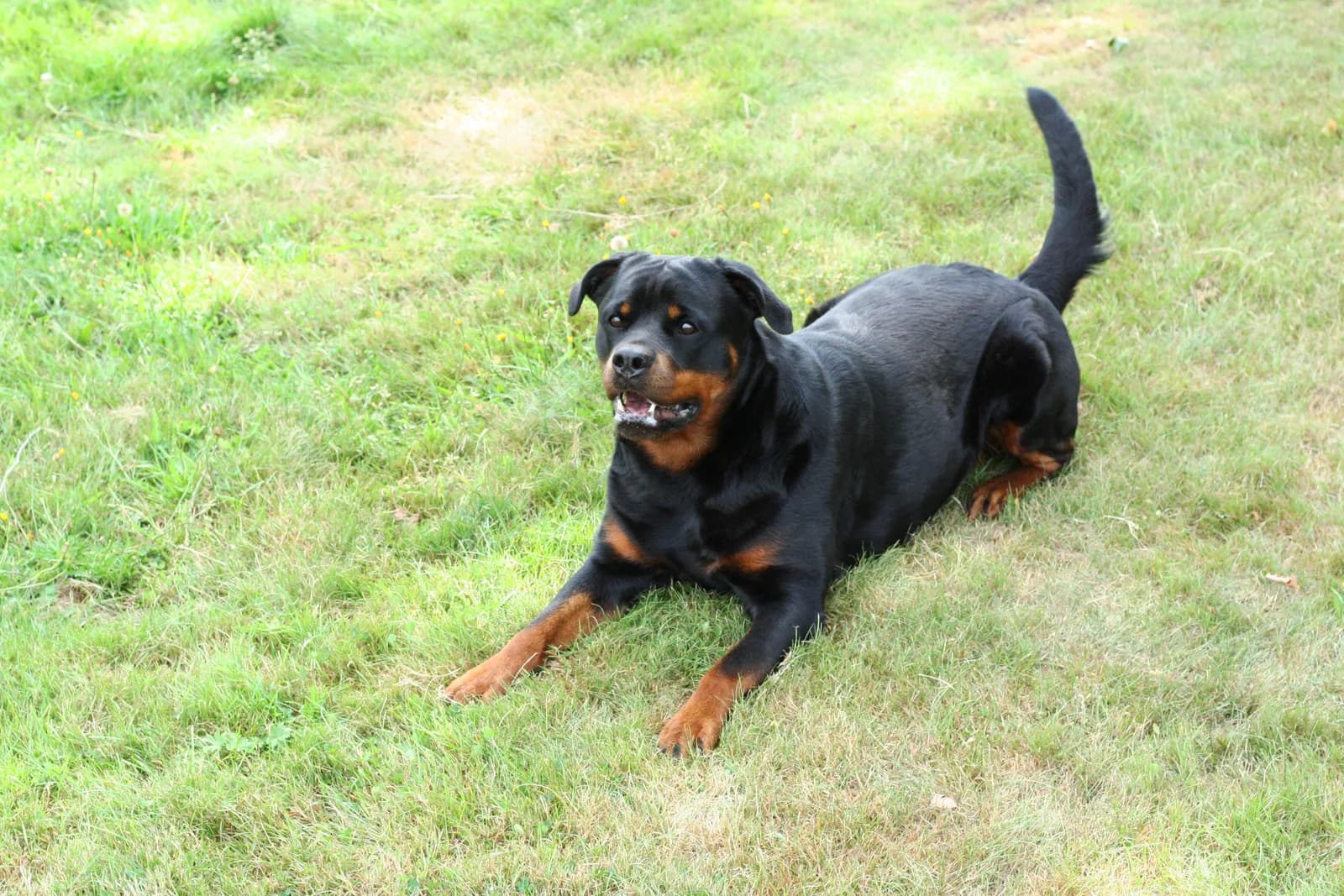 Ida lying in the grass, relaxed and watching