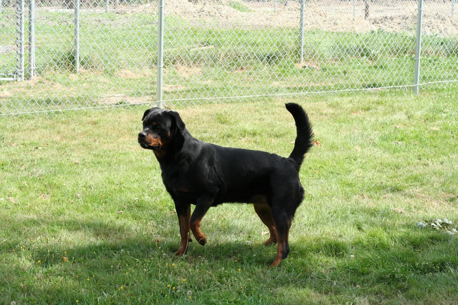 Ida standing alert in profile, tail up