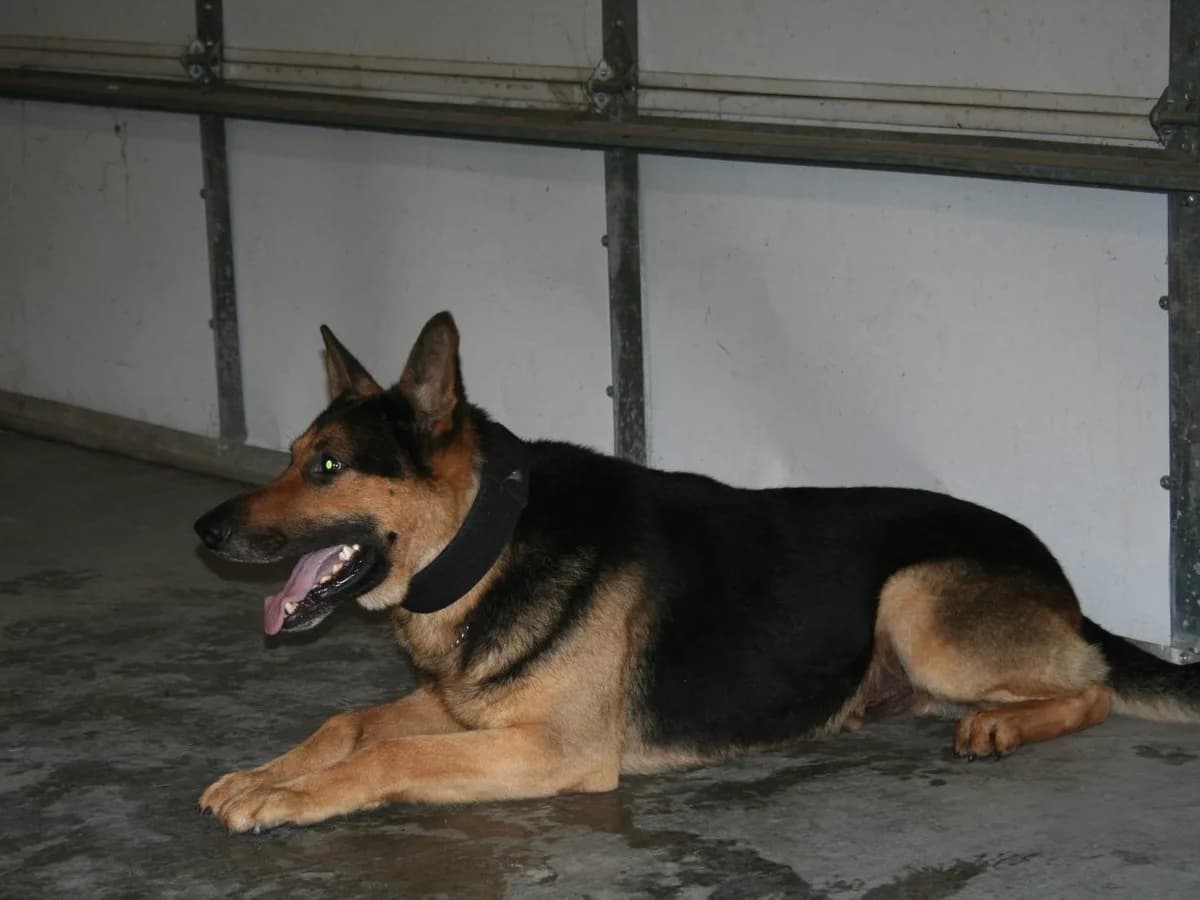 A young Kody in narcotics detection training