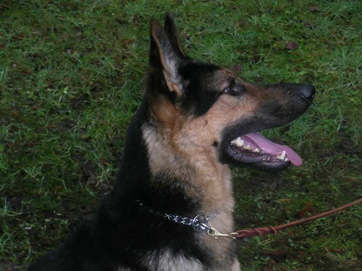Kody Vilipo, narcotics detection dog