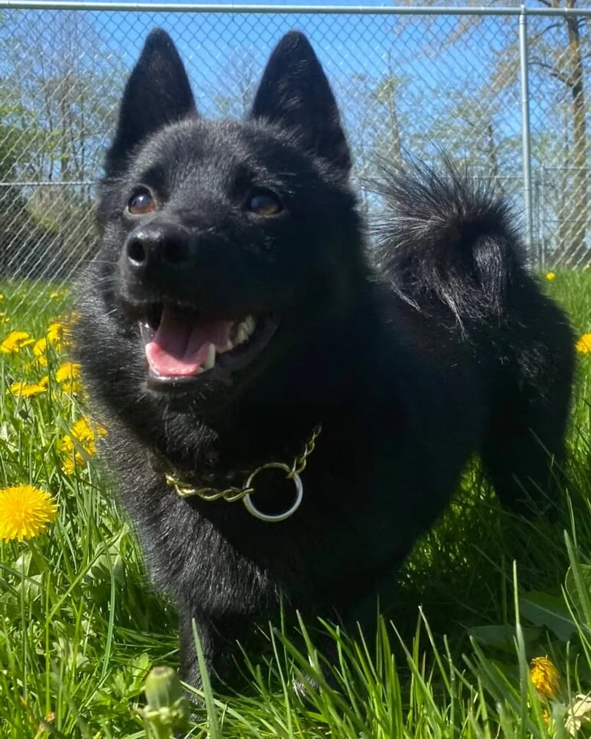 Lucy, female Schipperke and dam of the litter