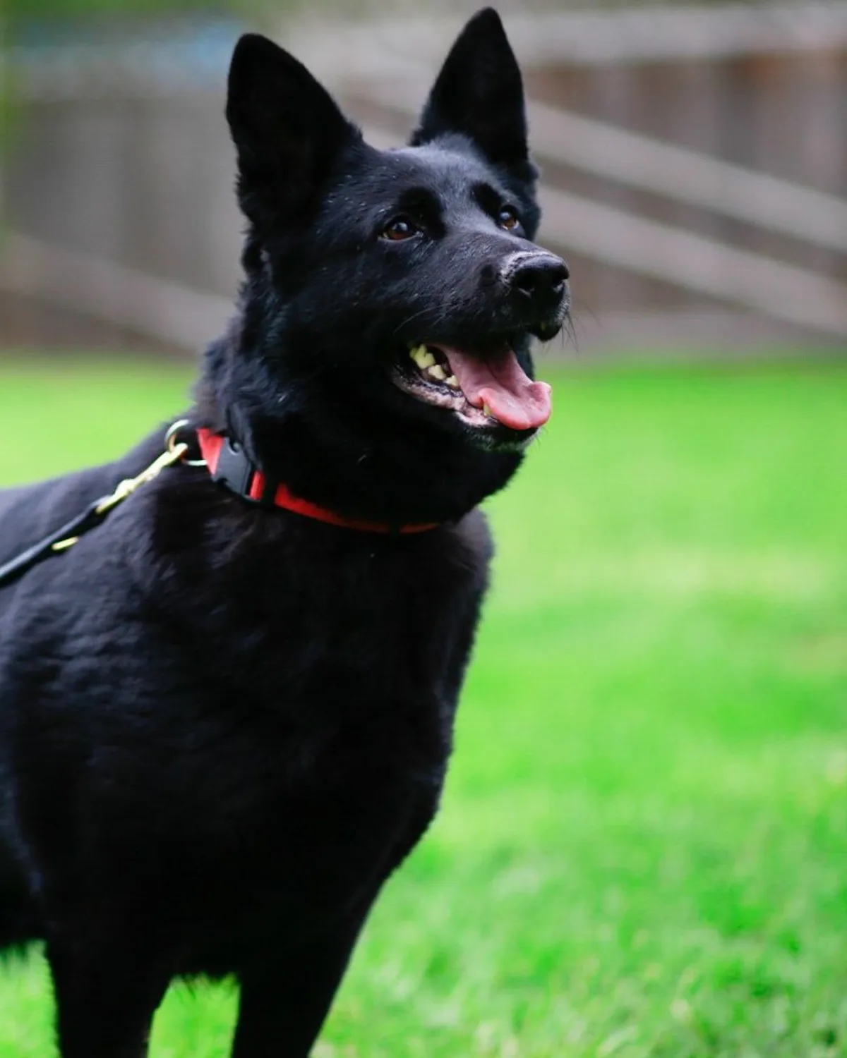 Storm, female German Shepherd