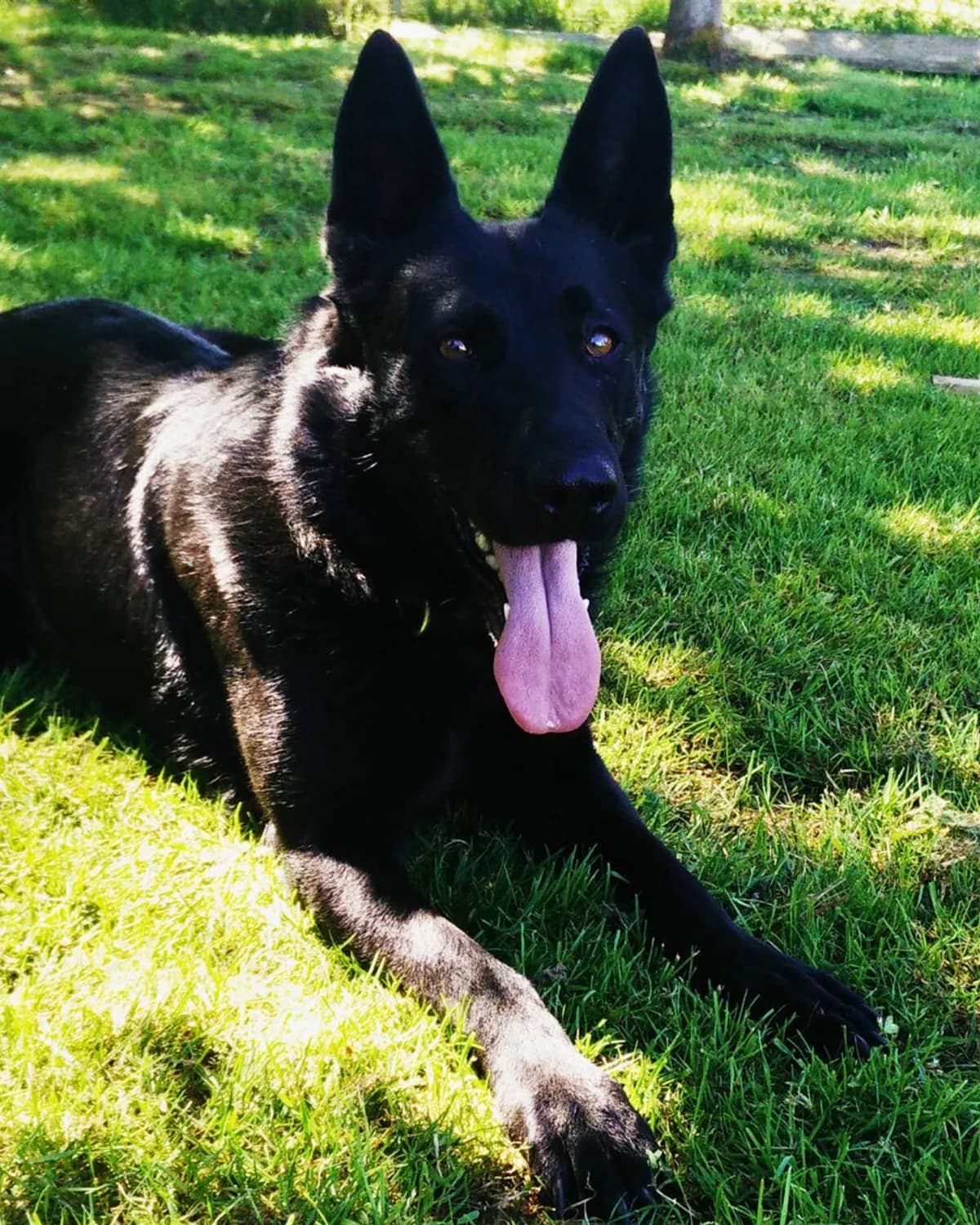 Zeus, male German Shepherd and active Search and Rescue K9