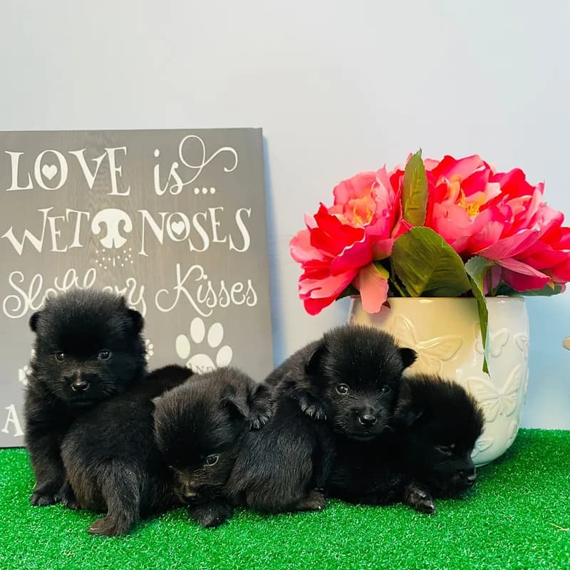 Schipperke puppies from the Ace and Lucy litter